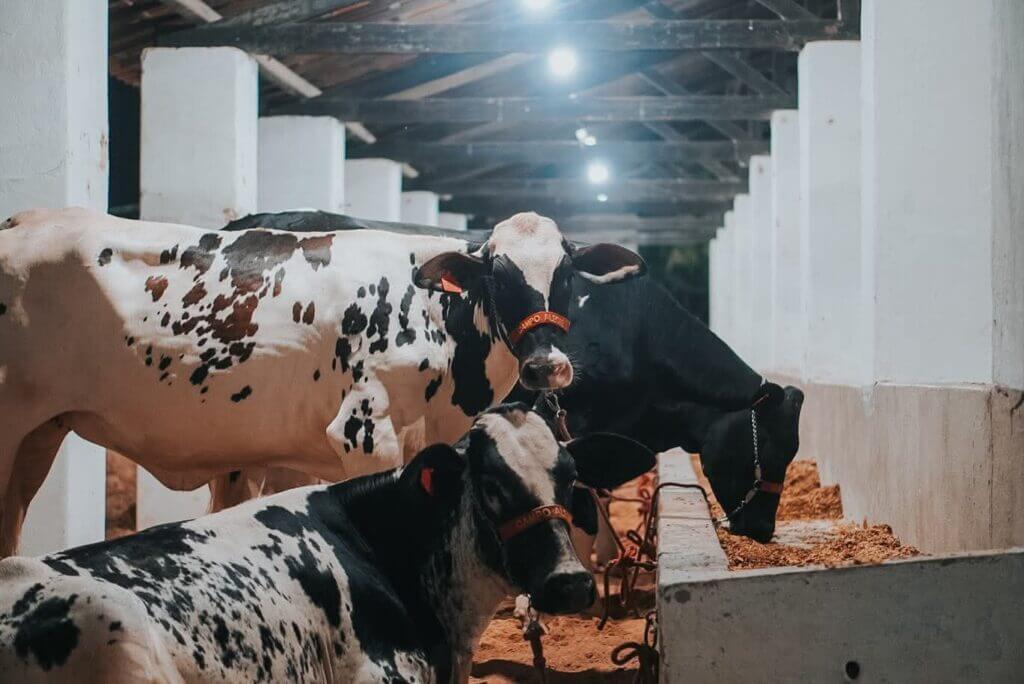 SINDLACTICINIOS EXPOJAGUAR 2025