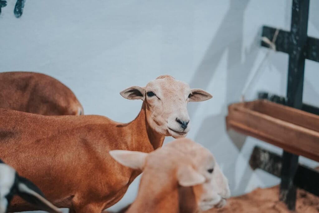 SINDLACTICINIOS EXPOJAGUAR 2025